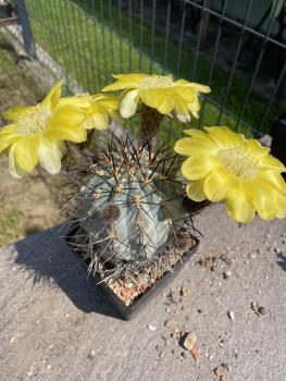 Acanthocalycium glaucum